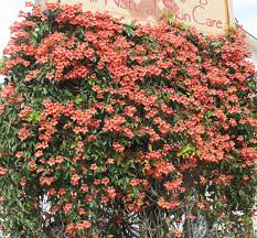 Bignonia "Tangerine Beauty" Crossvine Starter Plant | Bignonia capreolata | Fast-Growing Flowering Vine for Trellises
