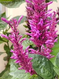 Purple Firespike Plant Cuttings – 25 Live Unrooted Odontonema strictum Tropical Shrub for Garden Propagation