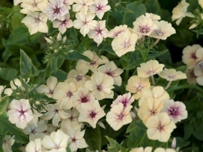 100+ Crème Brûlée Phlox Seeds, Peach Apricot Blooms, Fragrant Perennial for Garden Beds & Borders, Phlox paniculata