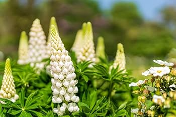 Russell White Lupine Seeds 500mg – Cold-Hardy Perennial Wildflower, Tall White Spikes, Lupinus polyphyllus, Pollinator-Friendly