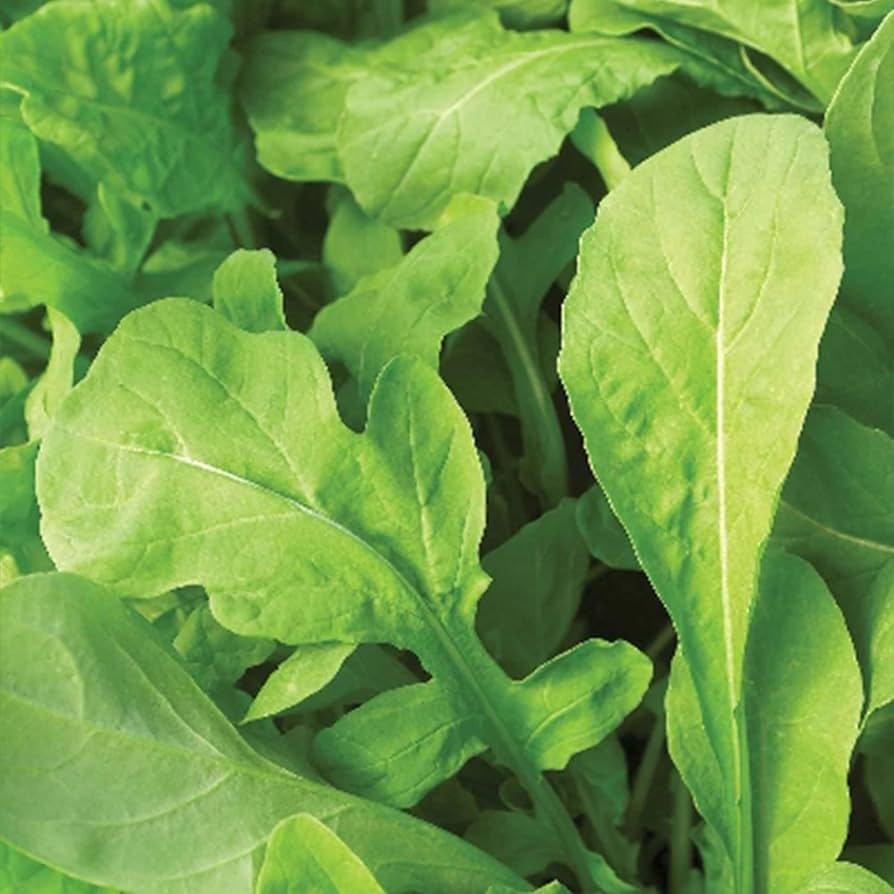 Astro Arugula Seeds | Heirloom Non-GMO | Fast Growing Spicy Greens | Rucola selvatica | Cool Season Crop for USDA Zones 3-9