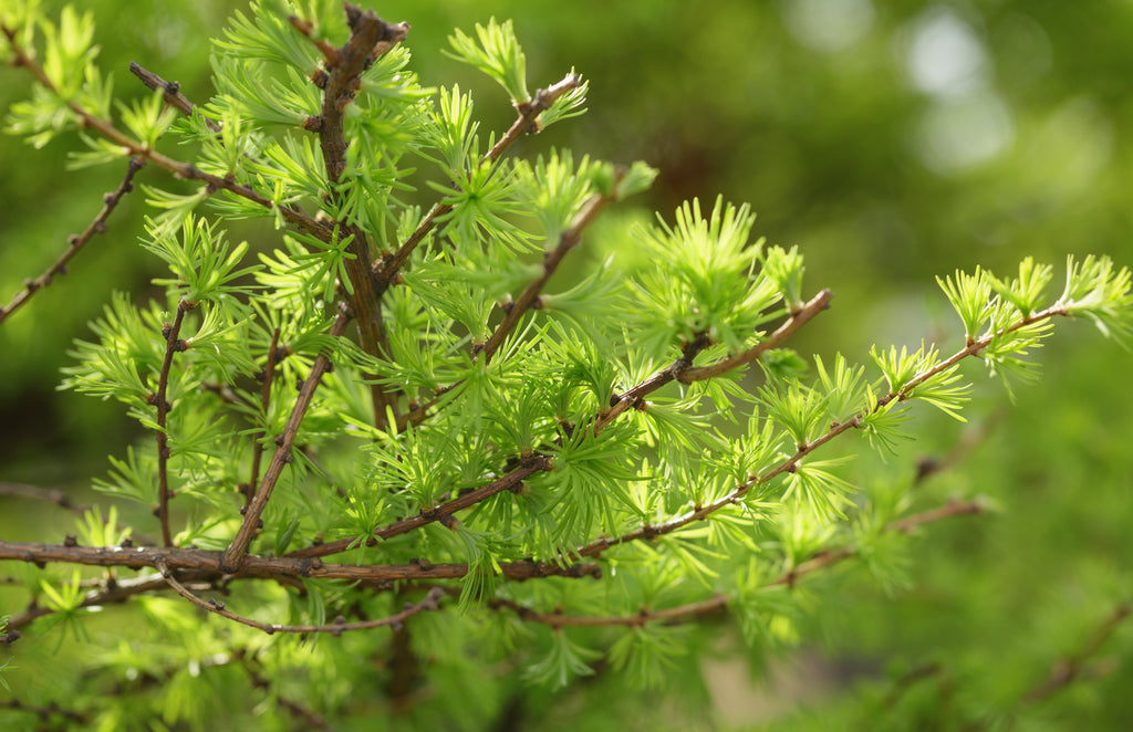 Japanese Larch Seedling | 12–14" Live Plant | Larix kaempferi | Perfect for Bonsai | Deciduous Conifer, Golden Foliage
