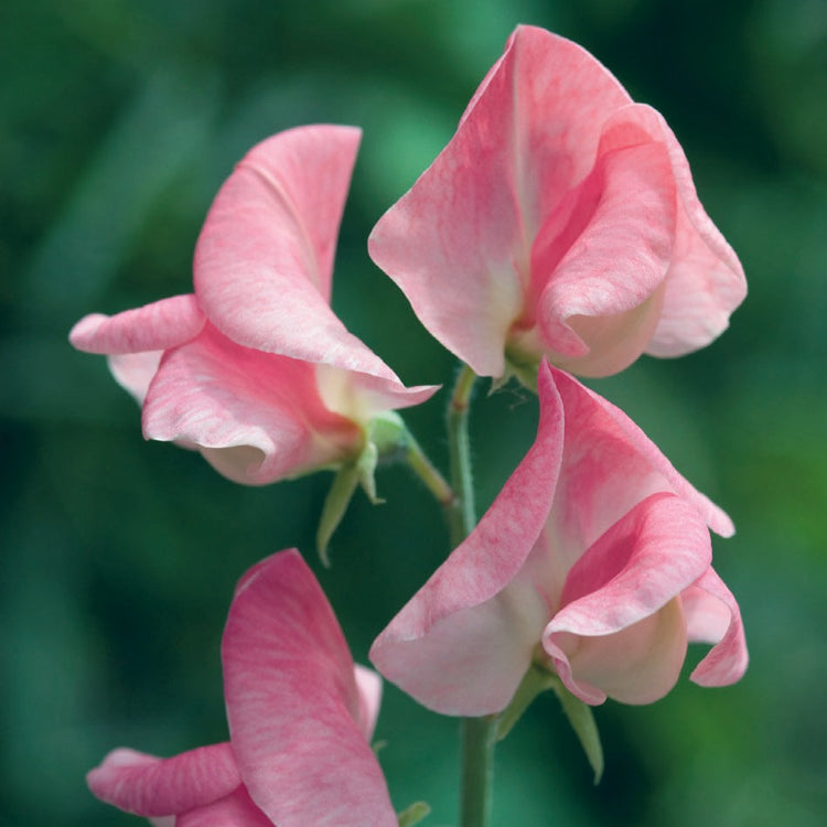 Sally Ann Sweet Pea Seeds - 50+ Creamy White Blooms - Lathyrus odoratus - Elegant Climbing Vine for Bouquets & Arches