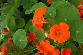 Nasturtium Seeds 25 Count Single Mix Climbing Vine Red Flowers Fragrant Non-GMO Easy to Grow for Gardens & Trellises
