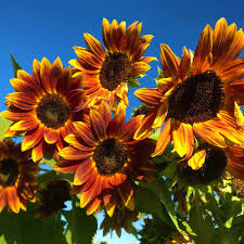 Early Sunflower Seeds 250mg - Bright Yellow Blooms, Fast Growing Annual, Pollinator-Friendly, Helianthus annuus