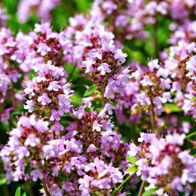 Creeping Thyme Seeds 1000 Count Lavender Groundcover Thymus praecox Non-GMO Perennial Purple Flowers for Easy Gardening