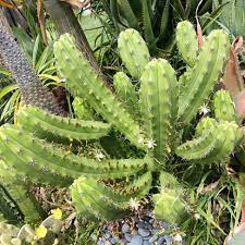 Rooted Cactus Cutting 10-12" Myrtillocactus Geometrizans Blue Candle Cactus with Black Spines, Hardy Desert Plant