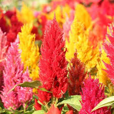 Pampas Plume Mix Celosia Seeds | Feathery Plumes in Pink, Cream, Yellow, Scarlet, Orange | Celosia plumosa | USDA Zones 3-10