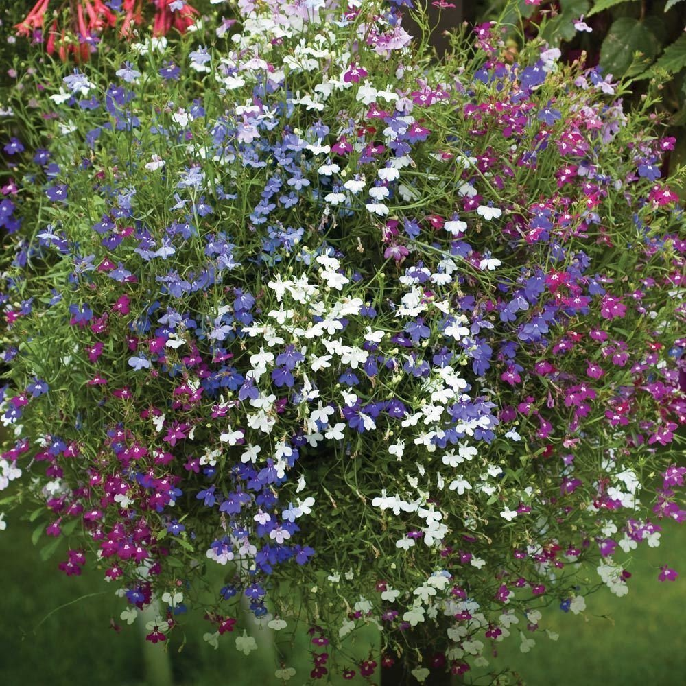 Cascade Lobelia Seeds - 100 Count Mix, Colorful Trailing Flowers for Hanging Baskets, Lobelia erinus, Low-Maintenance Perennial