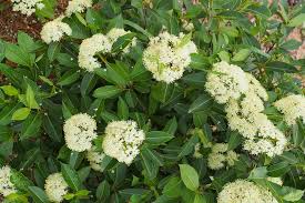 40 Tea Berry Shrub Seeds - Viburnum cassinoides, Witherod, Edible Fruits, Perennial Native Plant, Aromatic Tea Leaves