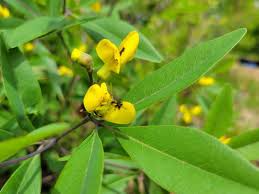 Gopherweed Seeds 25 Count | Yellow Wildflower Perennial | Baptisia lanceolata | Pollinator-Friendly, Drought-Tolerant