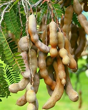 Sour Tamarind Starter Plant Seedling 2′-3′ Tall, Tangy Tropical Fruit Tree (Tamarindus indica) for Garden and Orchard