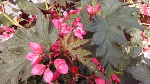 Tom Ment Begonia Seeds - Pack of 25+ - Colorful Garden Planting - Begonia x tuberhybrida - Easy to Grow, Vibrant Blooms