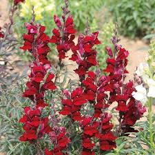 Black Prince Snapdragon Seeds | 1000+ Seeds | Deep Burgundy Blooms | Antirrhinum majus | Pollinator-Friendly Garden Flowers