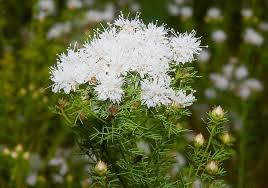 Summer Farewell Seeds - 25 Pack - Dalea pinnata - Drought-Tolerant Native Wildflower for Pollinators - Late-Season Blooms