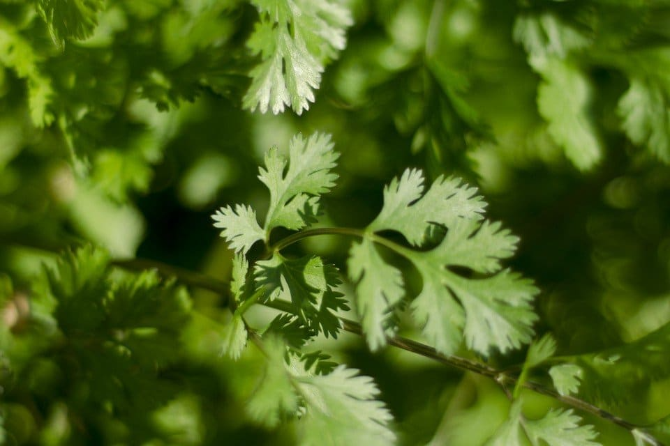 Leisure Cilantro Seeds | 125 Heirloom Non-GMO Seeds | Slow to Bolt Culinary Herb | Coriandrum sativum | USDA Zones 3-9