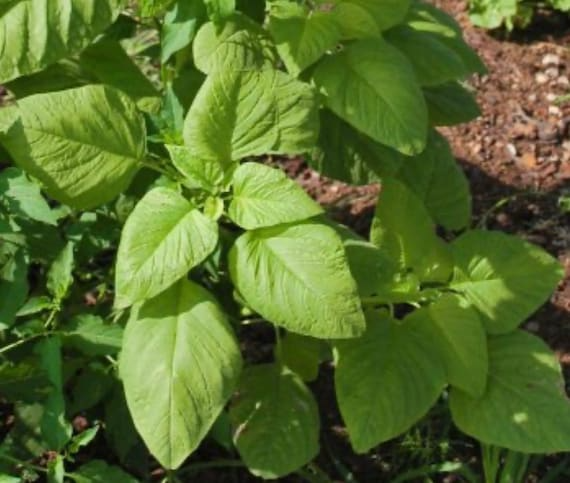 Edible Amaranth Seeds 500mg Amaranthus tricolor White Light Green Leaf Heirloom Microgreens for Planting
