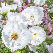 Cupcake White Cosmos Seeds - 200+ Unique Cup-Shaped Blooms - Cosmos bipinnatus 'Cupcake White' - Pollinator-Friendly Annuals