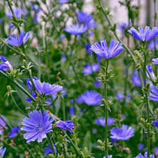 Chicory Seeds 600 Count Heirloom Edible Greens & Root Herb Cichorium Intybus, Drought-Tolerant, Pollinator-Friendly