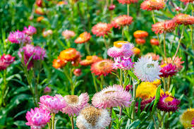 150 Seeds Tom Thumb Mix Strawflower, Dwarf Variety, Everlasting Blooms, Helichrysum bracteatum, Mixed Colors