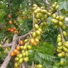 Starter Plant Spanish Plum Tree 3-4' Spondias purpurea Live Tropical Fruit Tree for Home Garden & Container Gardening