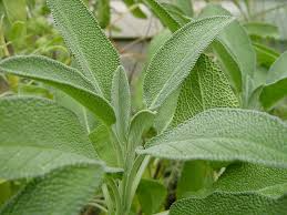 Sage Seeds | 50 Heirloom Non-GMO Seeds | Salvia officinalis | Culinary Herb | Pollinator-Friendly | USDA Zones 5-10