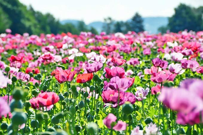 Poppy Pepperbox Seeds 1000 Count, Pink/Purple Culinary Grade Edible Flowers, Non-GMO, USA Grown, Large Blooms