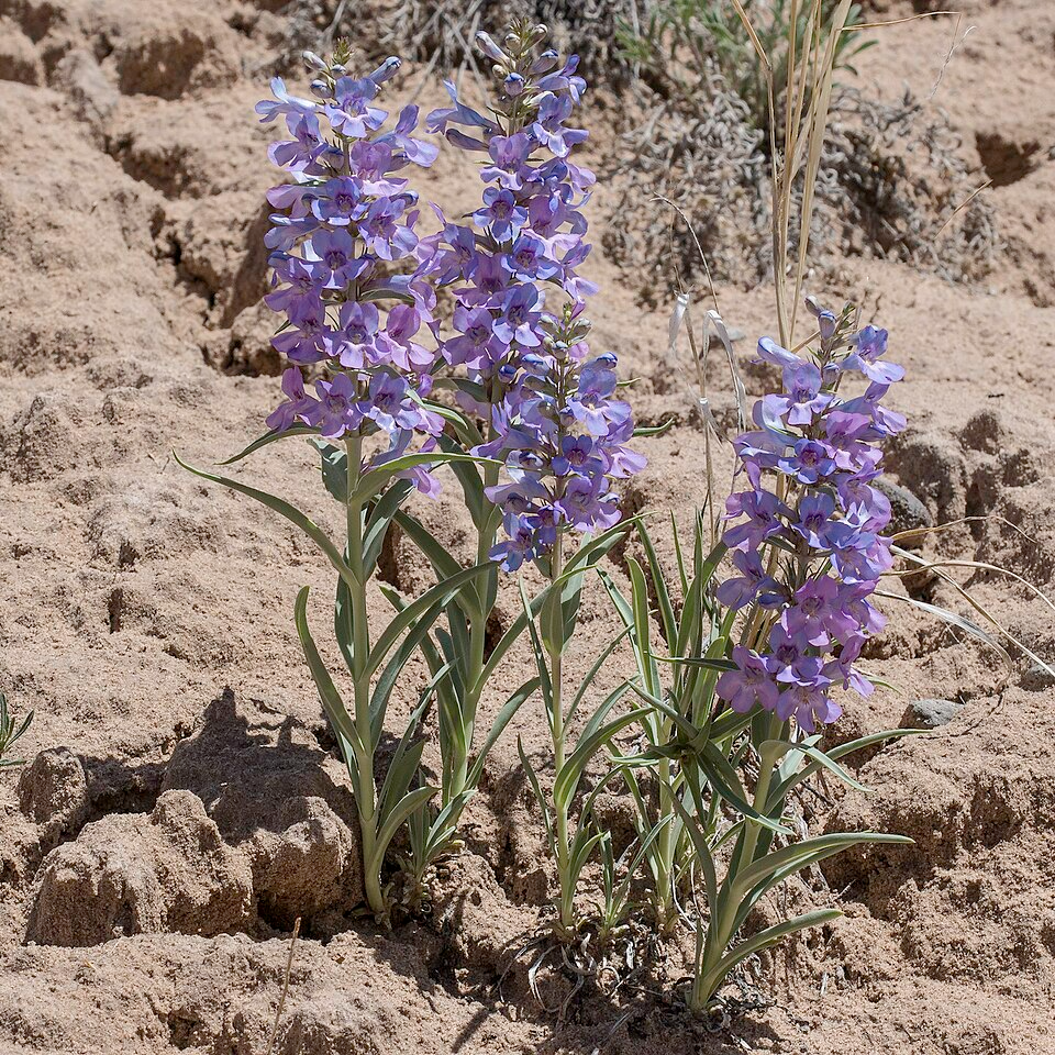 Narrowleaf Penstemon Seeds 100mg - Bluish-Purple Flowers, Drought Tolerant, Pollinator Perennial - Penstemon angustifolius