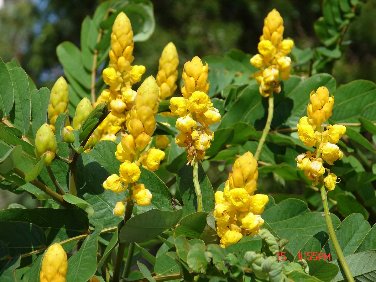 Cassia alata Seeds - Candle Bush Plant - Fast-Growing Tropical Ornamental with Yellow Flower Spikes - Pollinator-Friendly Shrub