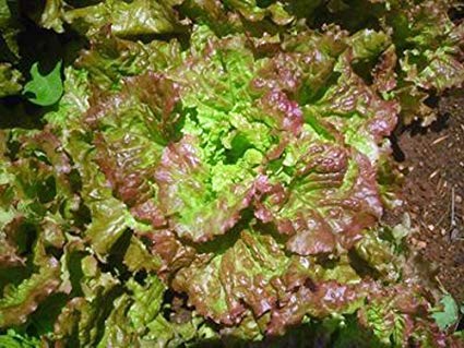 1000 Prizehead Lettuce Seeds - Heirloom Non-GMO - Sweet Crisp Leaves - Lactuca sativa - Heat-Tolerant Variety for Gardens