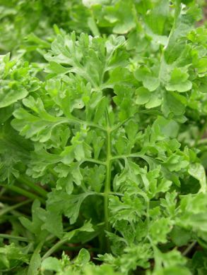 500 Seeds Wrinkled Crinkled Cress, Tangy Microgreen & Salad Herb, Lepidium sativum, Easy to Grow, Nutritious Edible Greens