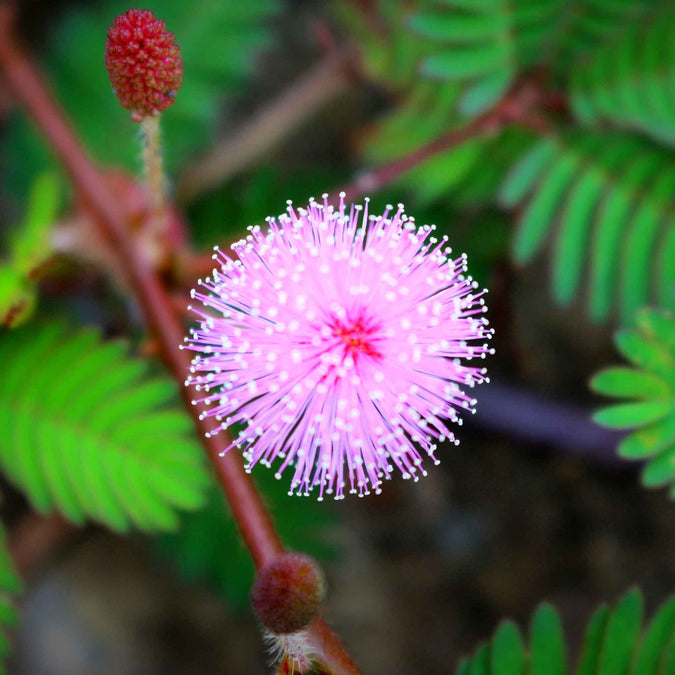 5 Seeds Sensitive Plant - Touch-Responsive Leaves, Pink Flowers, Pollinator-Friendly Ground Cover, Mimosa microphylla