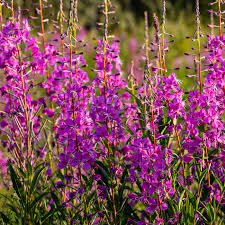 500 Fireweed Seeds | Rosebay | Perennial Herb Flower | Chamerion angustifolium | Bulk Wildflower, Pollinator, Native Plant