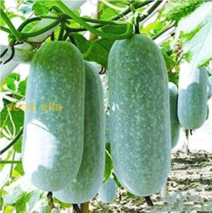 Wax Gourd Seeds - 10 Heirloom Seeds for Planting, High Yield Wintermelon (Benincasa hispida) - Ideal for Garden & Trellis