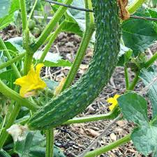 20 Seeds Suyo Long Cucumber - Sweet Burpless Heirloom Variety - Cucumis sativus - Perfect for Salads and Pickling