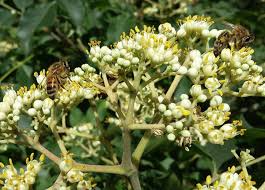 20 Bee Tree Seeds - Euodia danielli - Tetradium, Rare Fast-Growing Pollinator-Friendly Tree for Honey Production