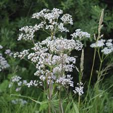 Anise Herb Seeds 400 Count, Aromatic Culinary Plant, Pimpinella Anisum, Licorice Flavor for Garden and Pollinator Friendly Use