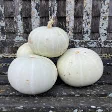 Heirloom Valenciano Pumpkin Seeds | Non-GMO | Creamy White Skin | Sweet Flesh | Cucurbita Pepo | 110 Days to Maturity