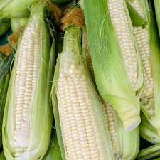35 Seeds Silver Queen Hybrid Sweet Corn – Zea mays | Heirloom Variety for High-Yield Summer Harvests & Gardening