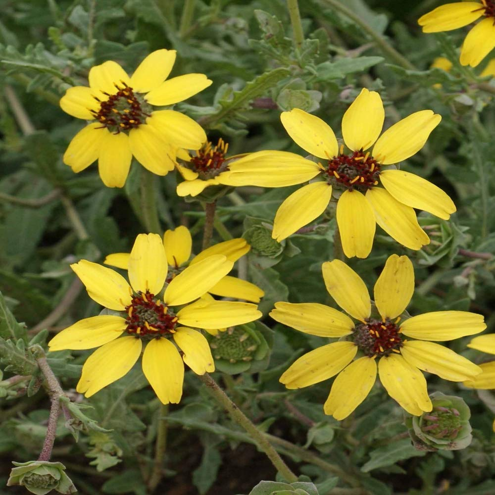Soft Greeneyes Seeds - 15 Pack, Chocolate Daisy, Fragrant Blooms, Berlandiera betonicifolia, Pollinator-Friendly Wildflower