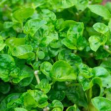 2000 Seeds Watercress Cress - Nutrient-Packed Aquatic Green for Salads, Garnishes - Nasturtium officinale