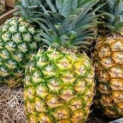 Queen Pineapple Seeds - 15+ Container-Friendly Tropical Fruit Seeds - Ananas comosus - Sweet & Compact for Home Garden