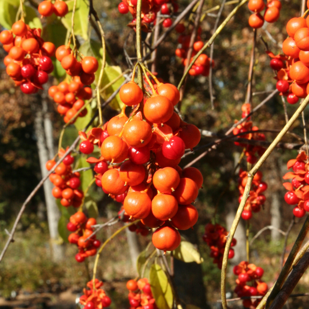 500mg Celastrus Scandens Seeds, American Bittersweet Vine with Orange Berries, Wildlife-Friendly Climbing Plant