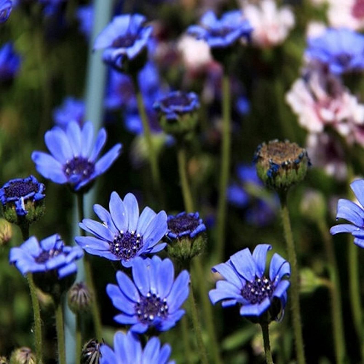 50 Seeds Daisy The Blues Felicia Heterophylla, Blue Flower, Heirloom, Non-GMO, Perennial, Pollinator-Friendly, Easy to Grow