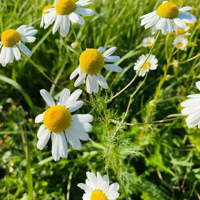 2500 Seeds German Chamomile Herb - Calming Soothing Flower (Matricaria chamomilla) - White Petals for Tea & Aromatherapy