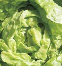 Tom Thumb Lettuce Seeds - 1000 Mini Heirloom Butterhead - Lactuca sativa - Sweet, Tender, Fast-Growing, Heat-Tolerant