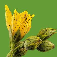50 mg Hypericum punctatum Seeds | Dotted St. John's Wort | Pollinator-Friendly Wildflower for Planting