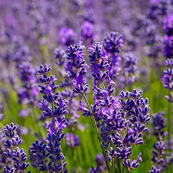 Vera Lavender Seeds 100mg | Heirloom, Non-GMO, Pollinator-Friendly, Fragrant Herb, Lavandula angustifolia