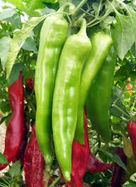Hatch Big Jim Pepper Seeds - 25 Heirloom Non-GMO Seeds - Capsicum annuum - Mild to Medium Heat, Perfect for Roasting & Stuffing