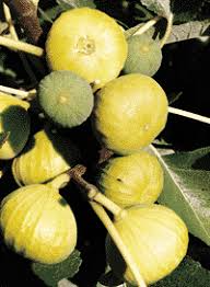 6 Unrooted Cuttings White Marseille Fig - Ficus carica, Sweet White Fig for Propagation, Edible Fruit Plant, Gardening